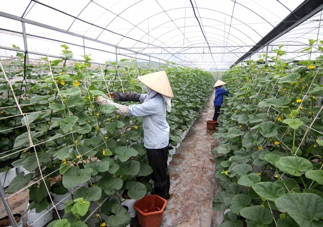 Hà Nội: Doanh nghiệp rộng cửa vay vốn phát triển nông nghiệp ứng dụng công nghệ cao Ảnh minh họa