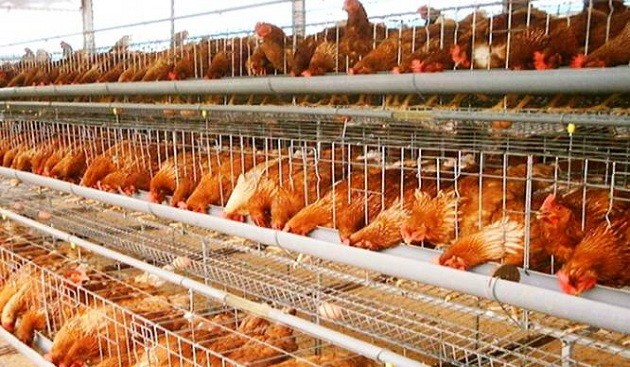 Hà Nội: Chỉ khoảng 30% vốn vay ngân hàng đáp ứng nhu cầu chăn nuôi Ngoài việc thiếu vốn, ngành chăn nuôi trên địa bàn thành phố Hà Nội còn thiếu kỹ năng phân tích thị trường- (Ảnh minh họa).