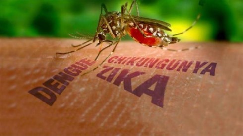 Thêm một ca nhiễm Zika tại TP Hồ Chí Minh Ca nhiễm bệnh mới được phát hiện dương tính với Zika là bệnh nhân cư trú tại Quận 5.