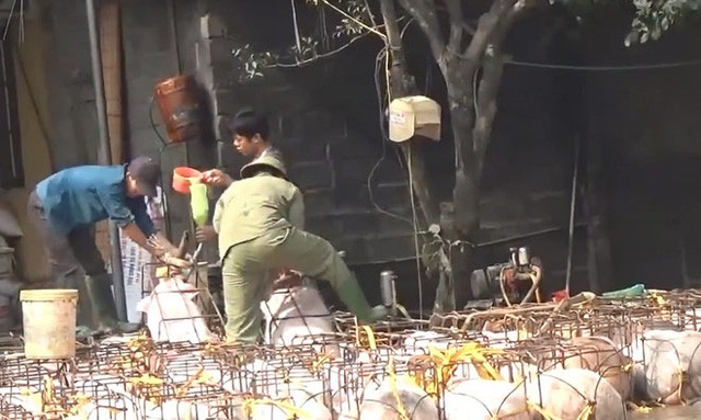 Video: Sởn gai ốc xem heo bị bơm chất lạ trước khi vào lò mổ Video: Sởn gai ốc xem heo bị bơm chất lạ trước khi vào lò mổ