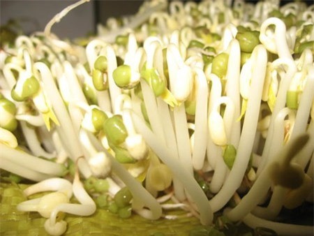 Kinh hoàng giá đỗ đánh thuốc cắt rễ Kinh hoàng giá đỗ đánh thuốc cắt rễ