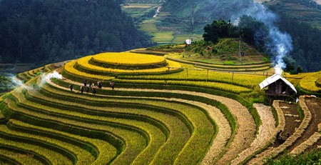 Mê đắm sắc vàng rực rỡ của ruộng bậc thang Hoàng Su Phì Ngày 1/11/2011, Bộ Văn hóa - Thể thao và Du lịch đã chính thức công nhận ruộng bậc thang của Hoàng Su Phì là Di tích Quốc gia.