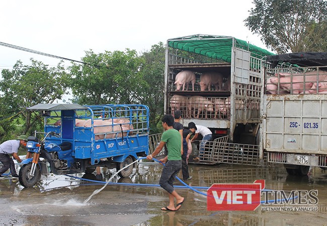 Nỗi truân chuyên của người nuôi lợn Một góc Chợ đầu mối lợn lớn nhất miền Bắc