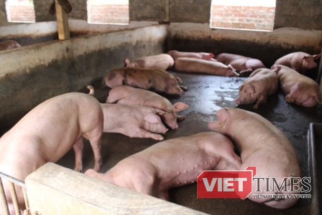 Khuynh gia bại sản vì... lợn Nhiều người đang cùng quẫn...vì lợn