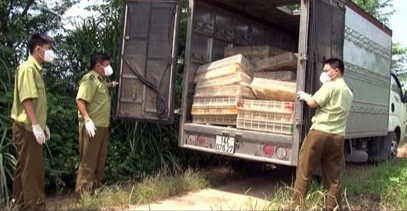 Gà nhập lậu ồ ạt “tuồn” qua biên giới Gà nhập lậu ồ ạt “tuồn” qua biên giới