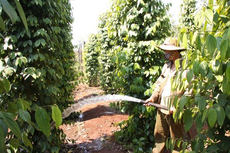 Thương lái Trung Quốc gây rối loạn thị trường hồ tiêu Thương lái Trung Quốc gây rối loạn thị trường hồ tiêu