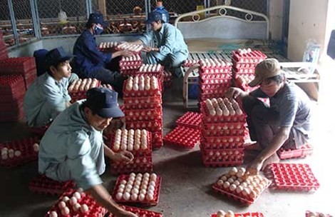 Gà vừa mở mắt đã Nhiều bộ, ngành cùng quản một quả trứng nhưng lại thiếu sự thống nhất khiến doanh nghiệp gặp khó khăn.