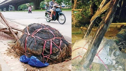 Thanh tra vụ trồng cây 'lộ' túi bọc bầu Cây bị bật gốc lộ nguyên cả bọc lưới ở vị trí trước số nhà 162 Khuất Duy Tiến (ảnh lớn); Cây bị bật gốc để lộ còn nguyên bọc gốc trên phố Lê Duẩn (ảnh nhỏ).