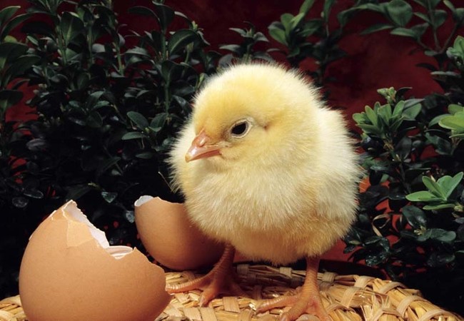 Một con gà “cõng” 14 loại phí: Bộ Nông nghiệp đề xuất “giải cứu” Một con gà “cõng” 14 loại phí: Bộ Nông nghiệp đề xuất “giải cứu”