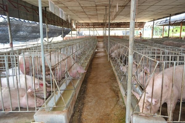 Hàng triệu hộ chăn nuôi có thể bị xóa sổ? Heo được nuôi ở một trang trại ở Đồng Nai.