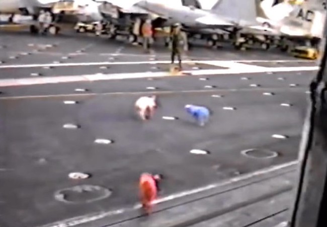 Clip thả... heo trên tàu sân bay Mỹ Heo chạy tán loạn trên tàu sân bay USS John F. Kennedy