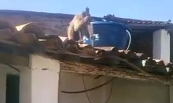 Video Khỉ say rượu trộm dao dọa đâm người Video Khỉ say rượu trộm dao dọa đâm người