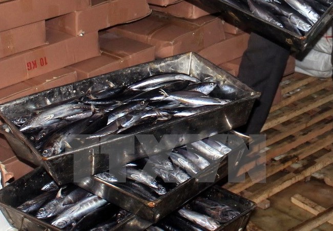 Bộ Y tế: Cá nục nhiễm phenol ở Quảng Trị không ảnh hưởng tới sức khỏe Cá nục bị nhiễm phenol trong kho lạnh của bà Lê Thị Thuộc, Thị trấn Cửa Tùng, Quảng Trị. (Ảnh: Thanh Thủy/TTXVN)