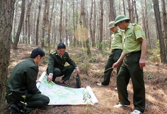 Chủ rừng được thành lập lực lượng bảo vệ rừng chuyên trách Ảnh minh họa. Nguồn: Internert