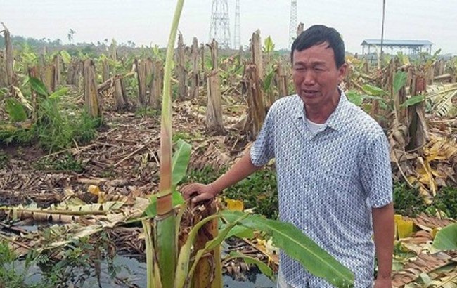Đằng sau hàng nghìn gốc chuối bị chém ngang thân ở Hải Phòng Ông Phạm Văn Quân bên cánh đồng chuối bị chặt. Ảnh: Vietnamnet.