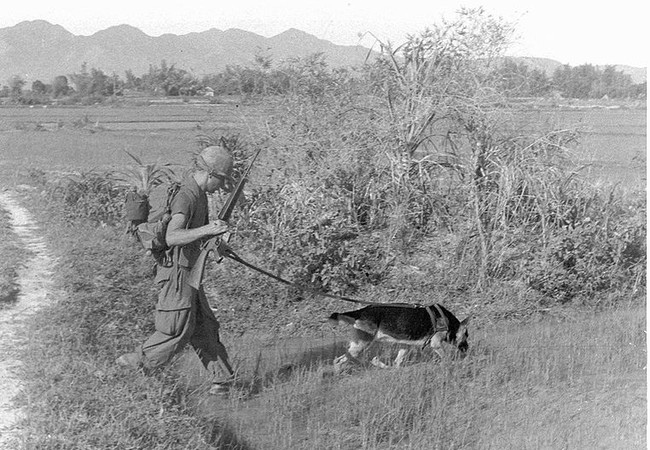 Chiến trường Việt Nam và bí mật về các biệt đội “săn người” Mỹ Lính Mỹ đi càn cũng với chó nghiệp vụ ở Miền Nam Việt Nam