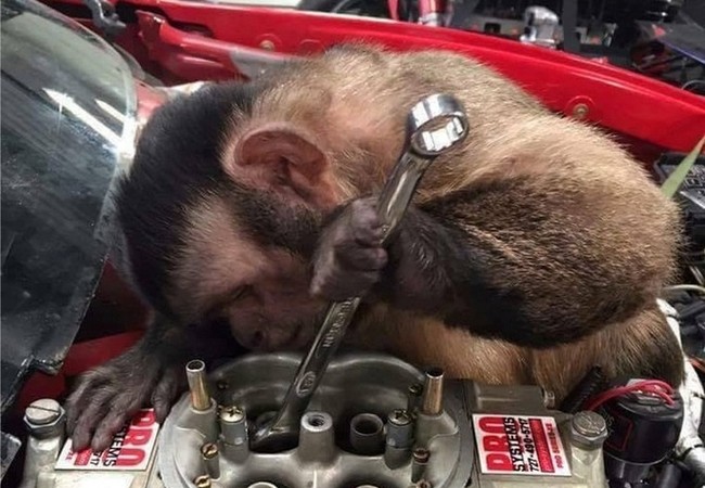 Đến Táo giao thông cũng phải bật cười Khỉ với chế hòa khí