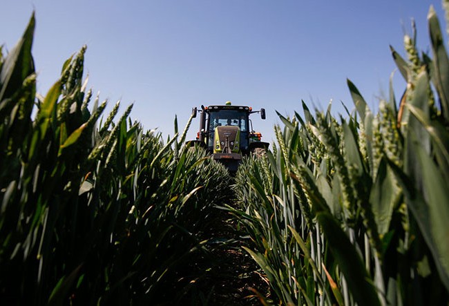Monsanto đặt cược vào trí tuệ nhân tạo để bảo vệ cây trồng Áp dụng AI sẽ giúp Monsanto rút ngắn thời gian xác định phân tử hiệu quả cao
ẢNH: AFP