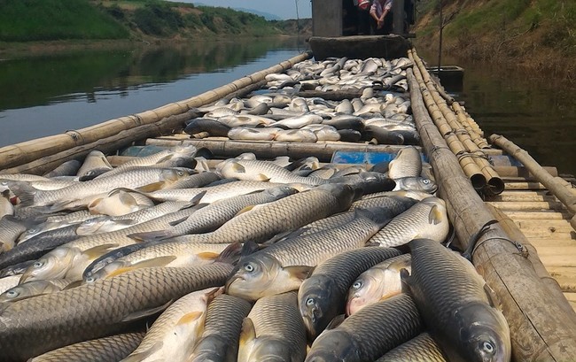 Buốt ruột cá chết nằm như ngả rạ trên sông Bưởi 3 ngày qua, nguồn nước sông Bưởi bị ô nhiễm nặng khiến rất nhiều loài thủy sản chết bất thường. Sáng 7/5, nhiều tấn cá lồng của người dân các xã Thành Mỹ, Thành Vinh, Thạch Cẩm... (Thạch Thành, Thanh Hóa) tiếp tục chết.