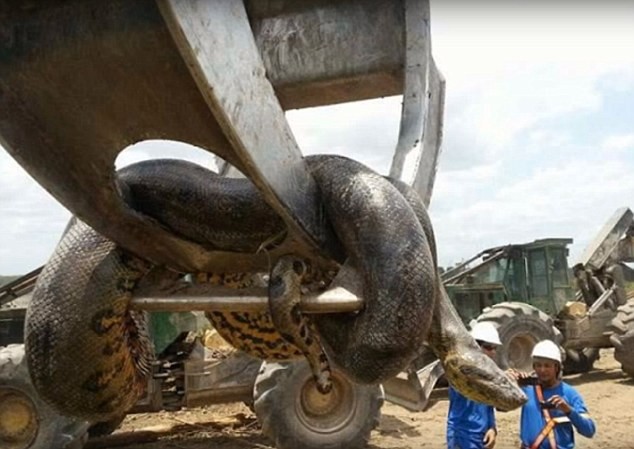 Bắt được trăn khổng lồ thân to cả mét, nặng 400kg Ai cũng choáng khi nhìn thấy con trăn khổng lồ như trong phim kinh dị Mỹ