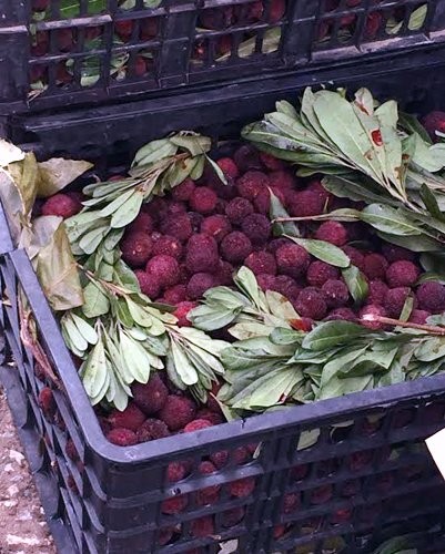 Hà Thành hớ nặng: Thanh mai TQ 8 ngàn bán 200 ngàn/kg - ảnh 1