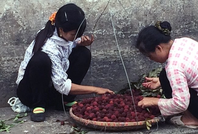 Hà Thành hớ nặng: Thanh mai TQ 8 ngàn bán 200 ngàn/kg - ảnh 2