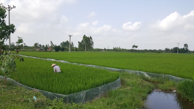 Tích tụ ruộng đất phiên bản… làng (kỳ 2) - ảnh 1