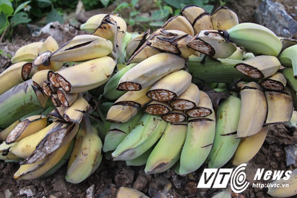 Đằng sau hàng nghìn gốc chuối bị chém ngang thân ở Hải Phòng - ảnh 1