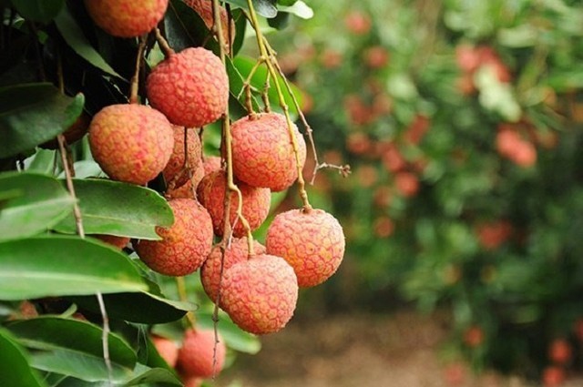 Vì sao quả vải xuất khẩu sang Mỹ, Úc không giải quyết vấn đề gì? - ảnh 2