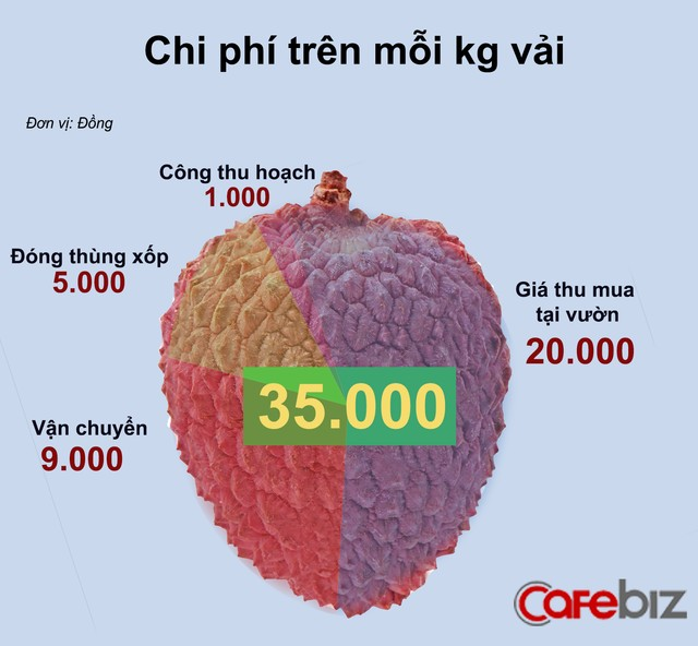 Vì sao quả vải xuất khẩu sang Mỹ, Úc không giải quyết vấn đề gì? - ảnh 3