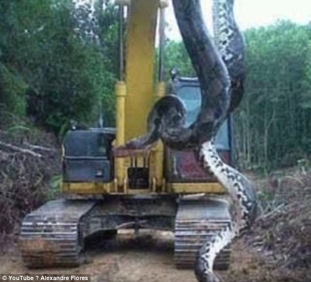 Bắt được trăn khổng lồ thân to cả mét, nặng 400kg - ảnh 3