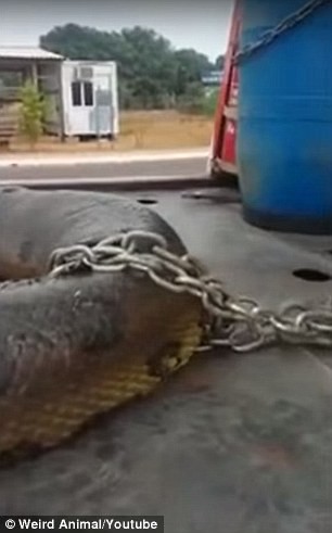 Bắt được trăn khổng lồ thân to cả mét, nặng 400kg - ảnh 1