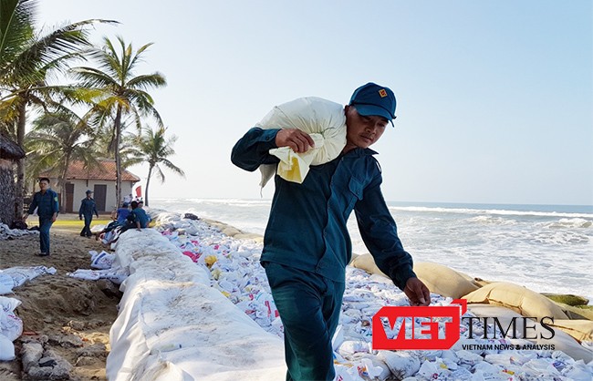 Hội An: Hàng trăm người nỗ lực “cứu” bờ biển Cửa Đại - ảnh 1