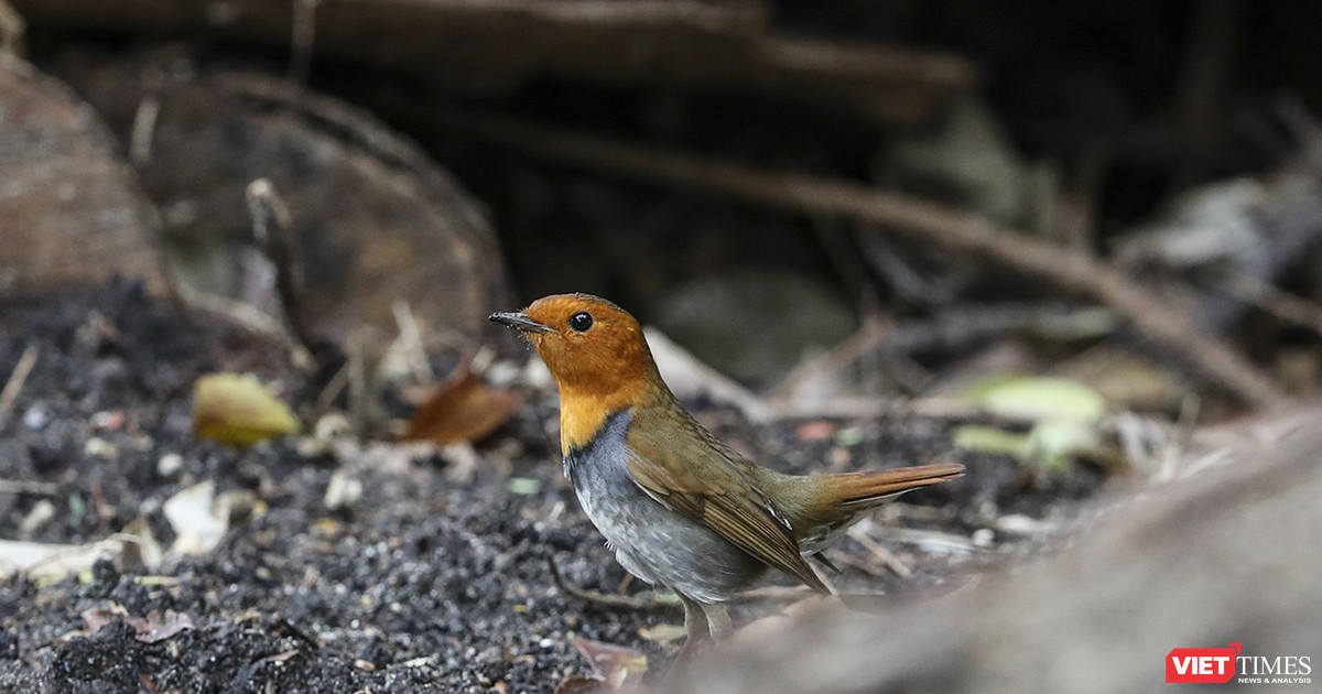 Khuyên mái kích thích chim trống nhanh hót líu Vip - Khuyên Líu Đấu - Tiếng khuyên  mái gọi bầy - YouTube