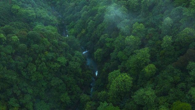10 khu rừng lớn nhất thế giới  Tạp chí điện tử Bảo vệ Rừng và Môi trường