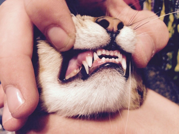 Mọc răng nanh có gây đau đớn cho mèo không?
