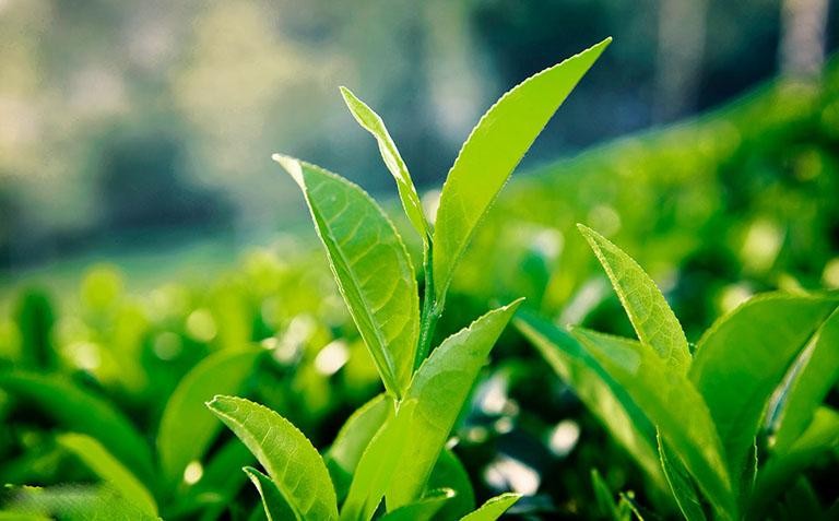 Tác dụng của trà xanh Tác dụng của trà xanh