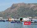 Trước thông tin cá nuôi lồng bè của một số hộ dân đảo Lý Sơn chết bất thường là do bị đầu độc phát tán, UBND huyện Lý Sơn chỉ đạo cơ quan công an vào cuộc