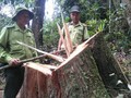 Phá rừng Pơ mu tại Quảng Nam