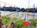 Tính đến thời điểm hiện tại, Đà Nẵng đã có hơn 1.700 phương tiện/6.500 lao động của các tỉnh đã vào neo đậu tại bờ.