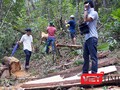 Tỉnh ủy Quảng Nam vừa có quyết định kỷ luật 3 tổ chức Đảng và 7 cá nhân liên quan đến vụ phá rừng Pơ mu tại khu vực biên giới tỉnh Quảng Nam-Lào