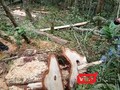 Quảng Nam khẩn trương điều tra vụ phá rừng phòng hộ theo chỉ đạo của Thủ tướng