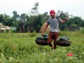 Hàng loạt ruộng dưa với hàng ngàn tấn ở các huyện Phú Ninh, Thăng Bình (Quảng Nam) đã đến kỳ thu hoạch đang chín nằm đồng không có người mua khiến nông dân tại đây thấp thỏm.