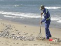 Lực lượng công nhân đã thu gom được hơn 1,5 tấn cá chết trôi dạt vào bờ biển dọc đường Nguyễn Tất Thành-TP Đà Nẵng