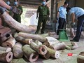 Cơ quan chức năng đâng kiểm kê số lượng lô ngà voi nhập trái phép vào cảng Đà Nẵng