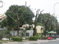 Cây xanh trên vỉa hè tuyến đường Bạch Đằng (quận Hải Châu), đoạn trước nhà hàng Madam Lan bị cắt tỉa trơ thân