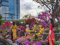 Một góc chợ hoa xuân Tết Canh Tý ở Đà Nẵng