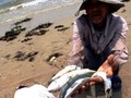 Sự kiện ô nhiễm môi trường 4 tỉnh miền Trung gây thiệt hại nặng nề cho bà con ngư dân.