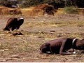 Bức ảnh về nạn đói ở Sudan năm 1993 của nhiếp ảnh gia  Kevin Carter gây tranh cãi trong nhiều năm