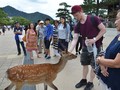 Hươu trên đảo Miyajima rất thân thiện với du khách